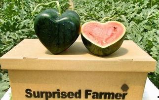 红颜吃 瓜,一场别开生面的美食之旅  第3张