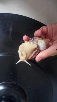 蜗牛坐等吃瓜,瓜熟蒂落自然来