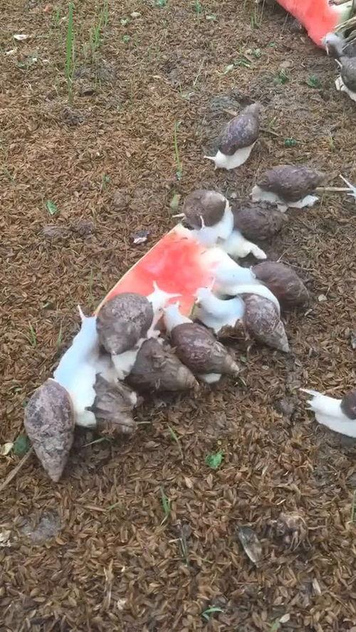 蜗牛坐等吃瓜,瓜熟蒂落自然来  第2张