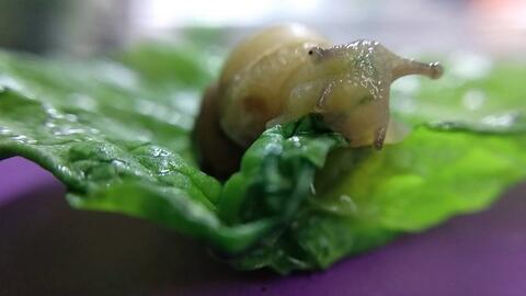 蜗牛坐等吃瓜,瓜熟蒂落自然来  第3张