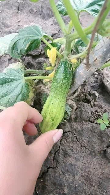 吃瓜它不甜么,探寻瓜果口感背后的科学奥秘  第2张