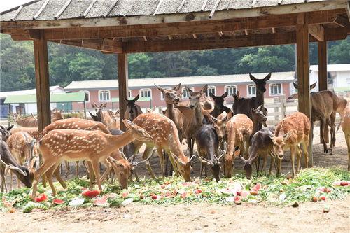 吃瓜宠物园,揭秘萌宠们的欢乐日常