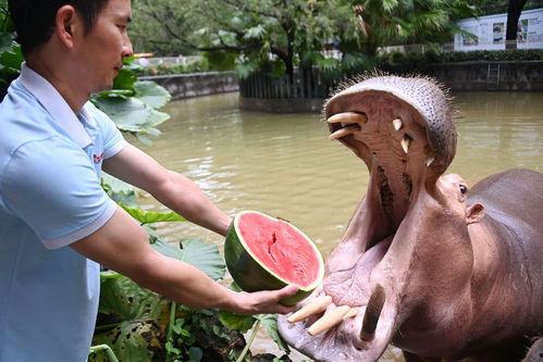 吃瓜宠物园,揭秘萌宠们的欢乐日常  第2张