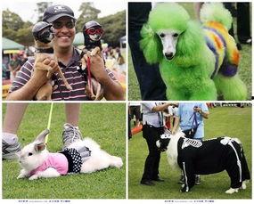 吃瓜宠物园,揭秘萌宠们的欢乐日常  第3张