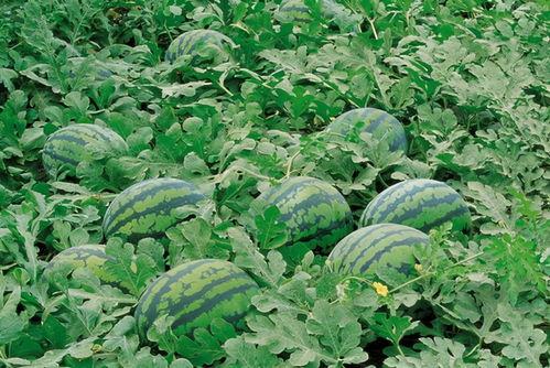 牛棚吃瓜什么意思,揭秘“吃瓜”背后的网络文化现象