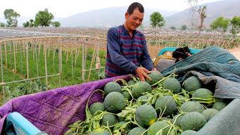 牛棚吃瓜什么意思,揭秘“吃瓜”背后的网络文化现象 第3张 牛棚吃瓜什么意思,揭秘“吃瓜”背后的网络文化现象 第3张