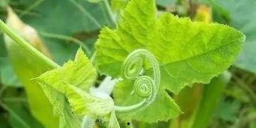 江西冶金吃瓜,揭秘“吃瓜”背后的产业风云 第2张 江西冶金吃瓜,揭秘“吃瓜”背后的产业风云 第2张