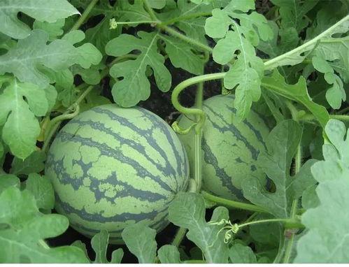 看花和吃瓜赏析,品味生活之美  第2张