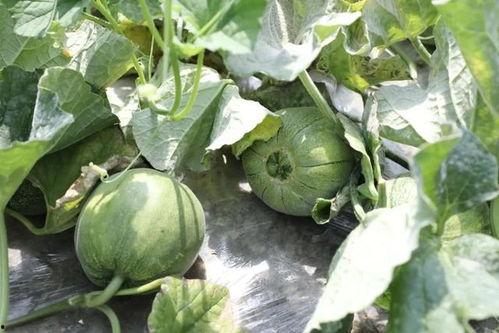 这是吃瓜的季节,吃瓜群众狂欢季