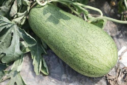 这是吃瓜的季节,吃瓜群众狂欢季  第2张