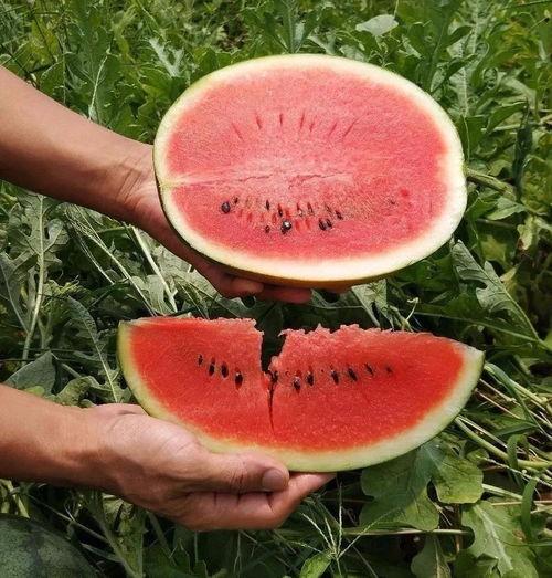 这是吃瓜的季节,吃瓜群众狂欢季  第3张