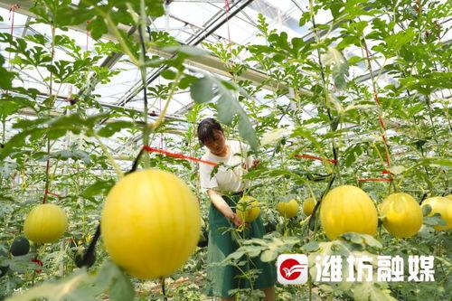 潍坊古城吃瓜,夏日吃瓜，品味古韵时光  第3张