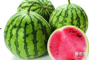 经期吃小凤瓜,小凤瓜助力女性健康调理  第3张