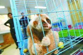 怪兽吃瓜不吃瓜图片高清,揭秘吃瓜不吃瓜的神秘之谜