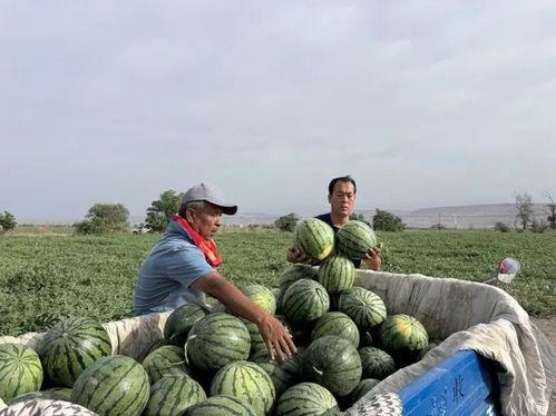 去永年吃瓜,品味夏日田园风情  第2张