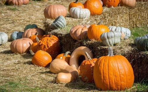 去永年吃瓜,品味夏日田园风情  第3张