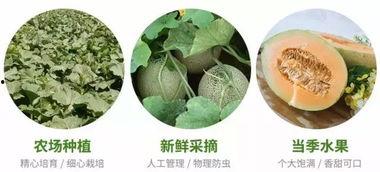 西周蜜瓜怎么吃,古法传承，甜蜜滋味新体验  第3张