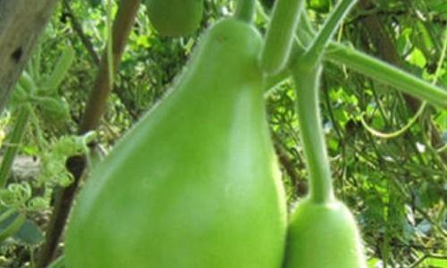 瓠瓜哺乳期吃,营养与安全的完美结合  第3张