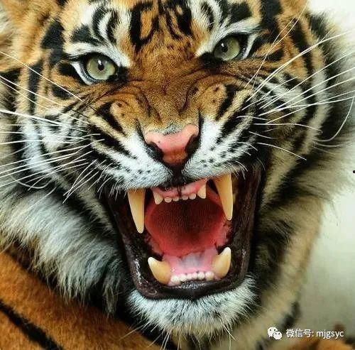 猛虎吃瓜视频大全,揭秘热门视频背后的趣味与真相  第2张