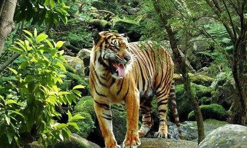 猛虎吃瓜视频大全,揭秘热门视频背后的趣味与真相  第3张