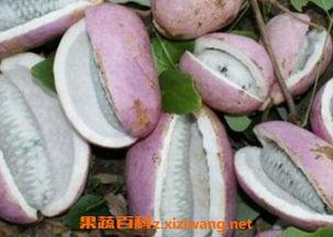 恩施吃瓜事件视频最新,一场引发全网热议的乡村奇闻