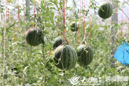 恩施吃瓜事件视频最新,一场引发全网热议的乡村奇闻 第3张 恩施吃瓜事件视频最新,一场引发全网热议的乡村奇闻 第3张