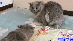 带你吃瓜胖猫,带你领略“带你吃瓜胖猫”的独特魅力  第2张