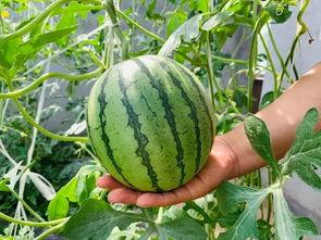 崔庄吃瓜,揭秘乡村生活的酸甜苦辣  第2张