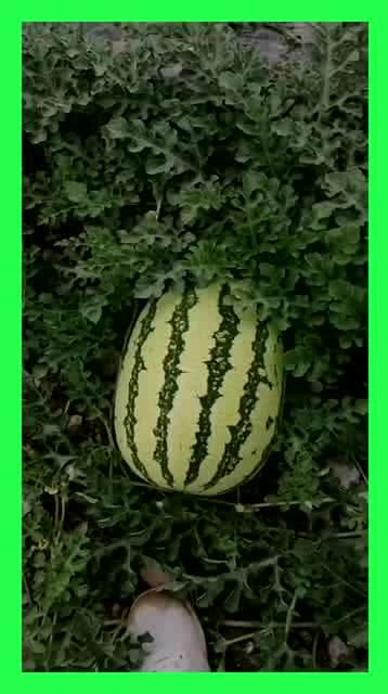 吃瓜基地a3,探寻神秘瓜果乐园的奥秘 第2张 吃瓜基地a3,探寻神秘瓜果乐园的奥秘 第2张