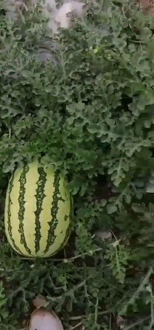 吃瓜基地a3,探寻神秘瓜果乐园的奥秘 第3张 吃瓜基地a3,探寻神秘瓜果乐园的奥秘 第3张