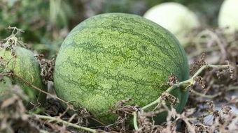 兰州某高校吃瓜