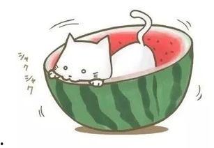 喵球球吃瓜,揭秘娱乐圈那些不为人知的幕后故事