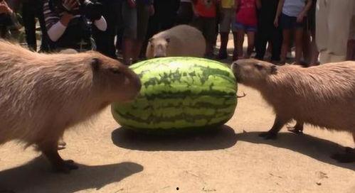 向来无感吃瓜,看客视角下的娱乐圈风云 第2张 向来无感吃瓜,看客视角下的娱乐圈风云 第2张