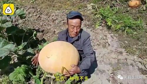 礼县吃瓜事件真相,真相与反思  第2张