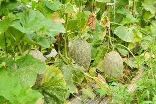 哈密瓜之乡吃瓜,品味甜蜜瓜果的田园风情之旅  第2张