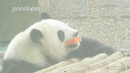 熊猫吃瓜解说,揭秘动物界的“美食家”  第2张
