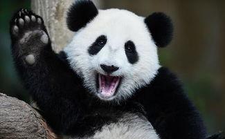 熊猫吃瓜解说,揭秘动物界的“美食家”  第3张