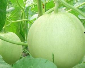 初孕可以吃瓜吗,瓜类食物的适量享用之道  第3张