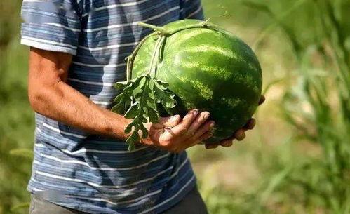 黄衣服小哥吃瓜,揭秘娱乐圈幕后真相 第3张 黄衣服小哥吃瓜,揭秘娱乐圈幕后真相 第3张