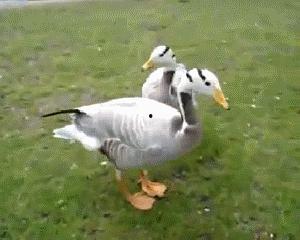 吃瓜黄鸭,网络红人的崛起与争议