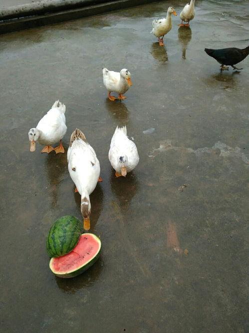 吃瓜黄鸭,网络红人的崛起与争议 第2张 吃瓜黄鸭,网络红人的崛起与争议 第2张