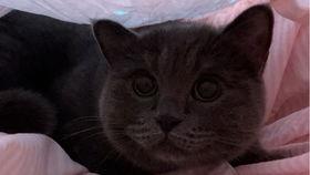 幸福的吃瓜小猫,吃瓜小猫的幸福生活揭秘  第3张