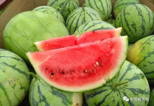 找瓜并吃瓜,揭秘网络“吃瓜”文化的魅力与争议  第2张