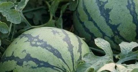 找瓜并吃瓜,揭秘网络“吃瓜”文化的魅力与争议  第3张