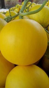 瑞红瓜怎么吃,解锁美味新体验  第1张