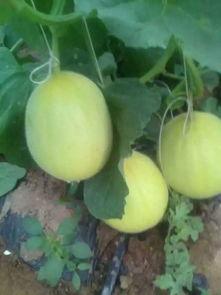 瑞红瓜怎么吃,解锁美味新体验  第3张