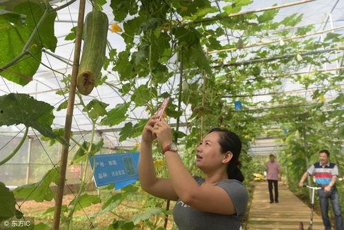 吃瓜夏日回忆,那些年我们一起度过的炎炎夏日  第1张