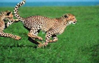 猎豹喜欢吃瓜,揭秘猎豹的“甜蜜”美食偏好  第1张