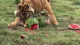 猎豹喜欢吃瓜,揭秘猎豹的“甜蜜”美食偏好  第3张