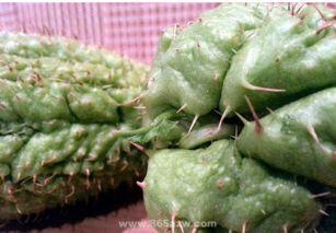 佛手瓜可以炸吃吗,香脆炸佛手瓜,美味又健康 第3张 佛手瓜可以炸吃吗,香脆炸佛手瓜,美味又健康 第3张